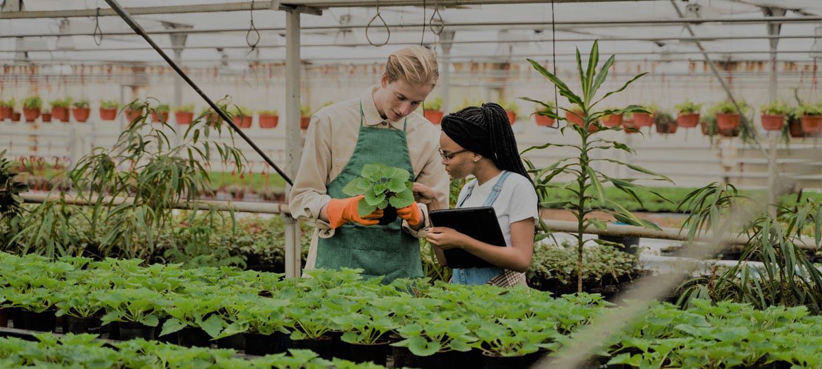 plant growers in a greenhouse