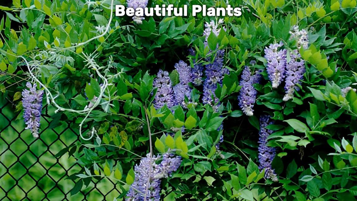 beautiful plants