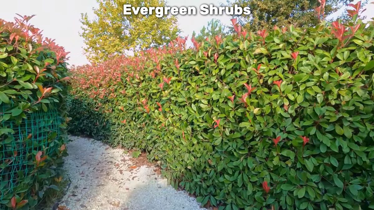 evergreen shrubs