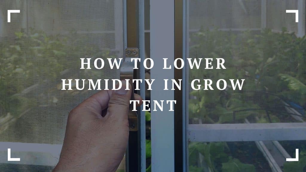 how to lower humidity in grow tent (1)