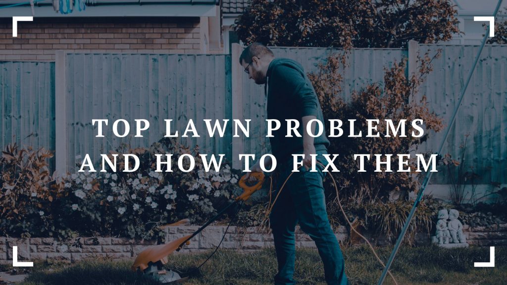 top lawn problems and how to fix them