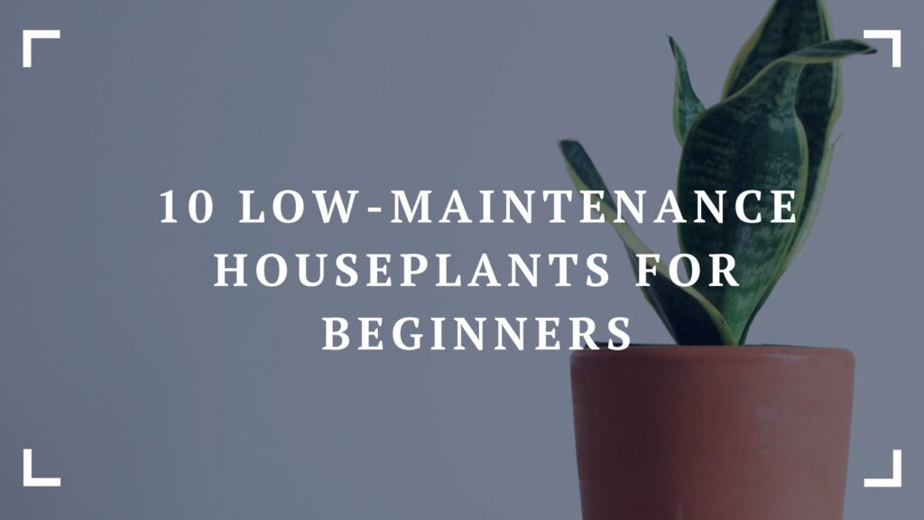 10 low maintenance houseplants for beginners