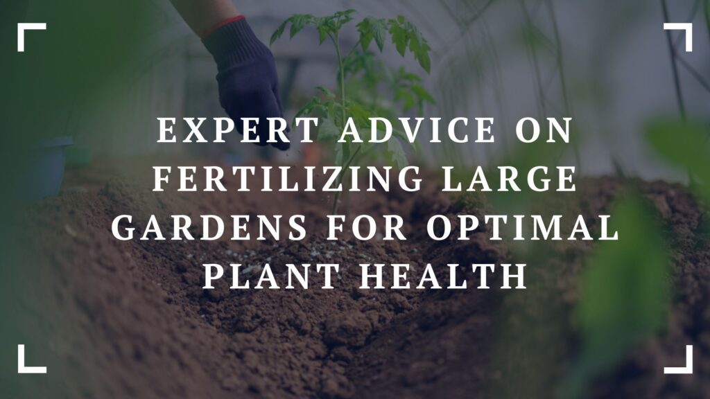 expert advice on fertilizing large gardens for optimal plant health