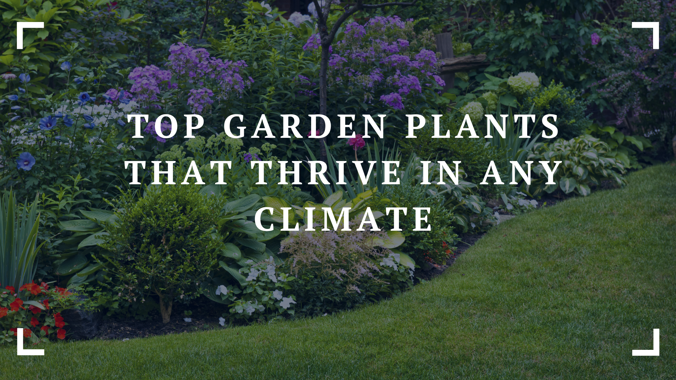 top garden plants that thrive in any climate