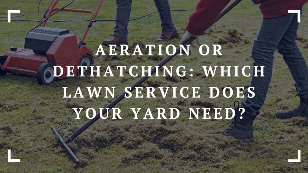 aeration or dethatching which lawn service does your yard need