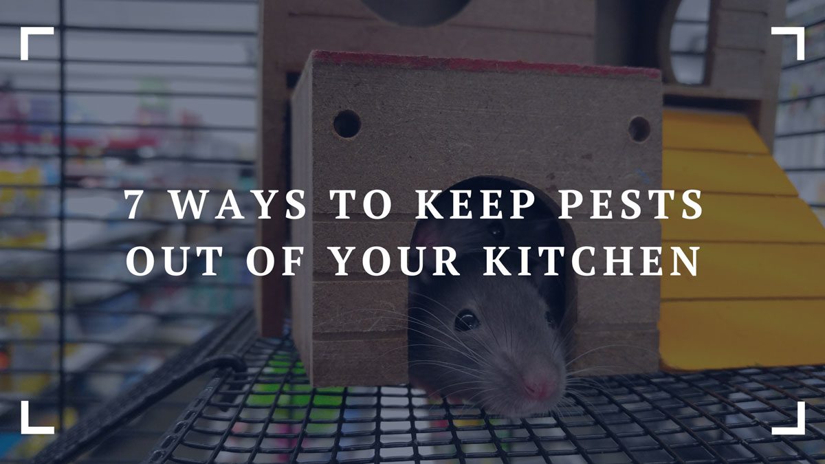 7 ways to keep pests out of your kitchen