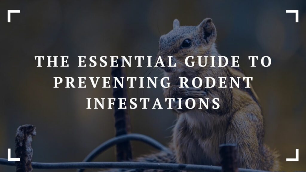 the essential guide to preventing rodent infestations