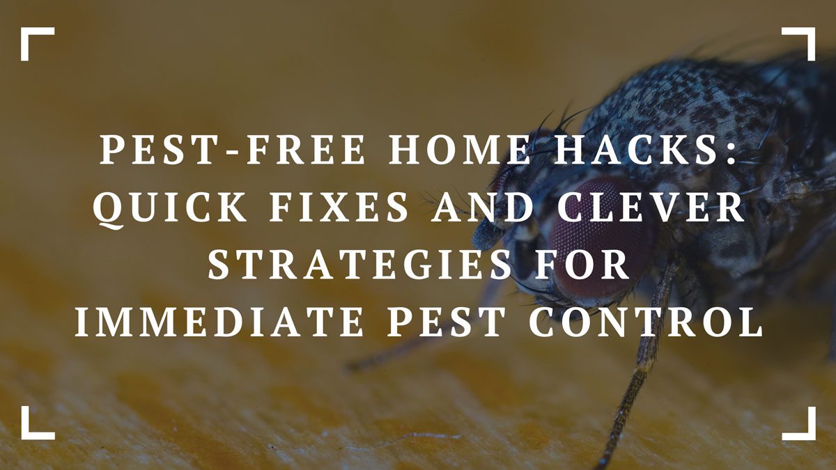 pest free home hacks quick fixes and clever strategies for immediate pest control