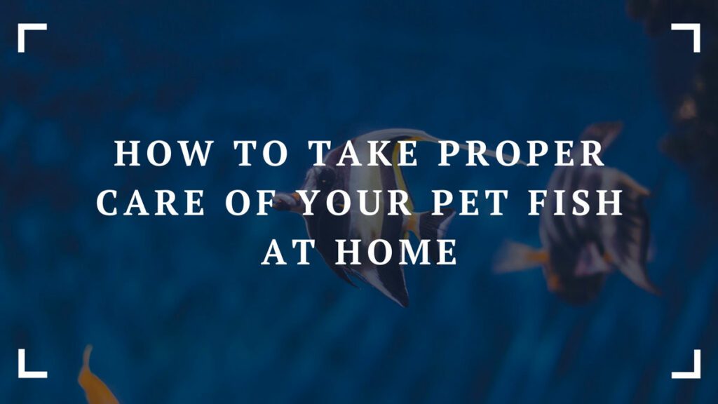 how to take proper care of your pet fish at home