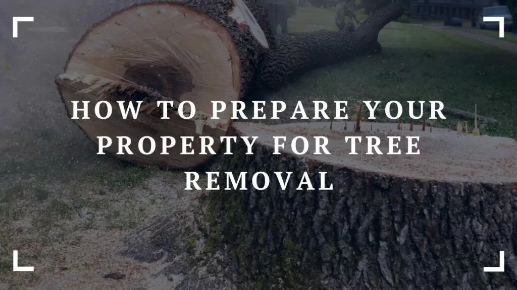 how to prepare your property for tree removal