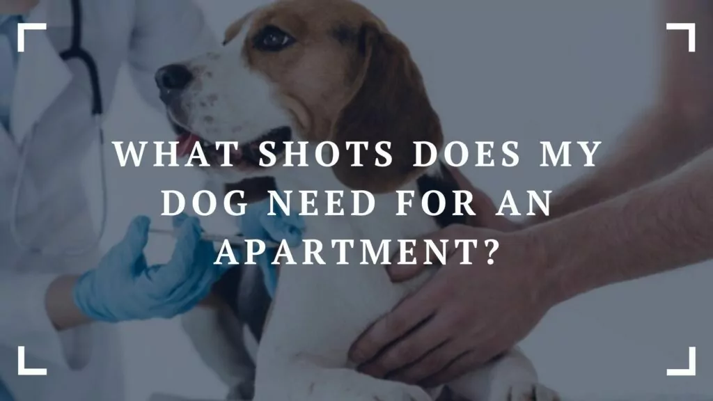 what shots does my dog need for an apartment