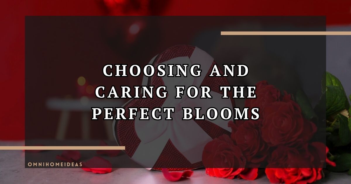 Valentine’s Day Roses Choosing And Caring For The Perfect Blooms