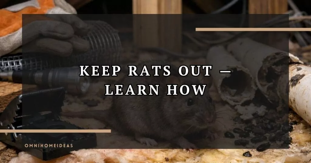 Rat Exterminator Orlando How To Stop Rodent Damage And Disease Fast
