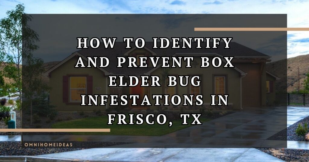 How To Identify And Prevent Box Elder Bug Infestations In Frisco, TX