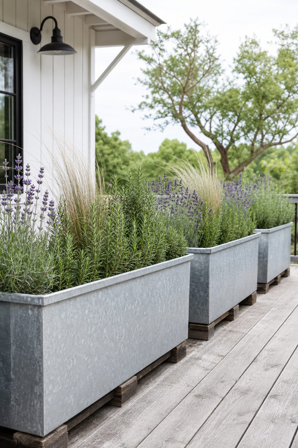 Row of long galvanized metal planter boxes on a farmhouse deck edge planted with herbs and lavender