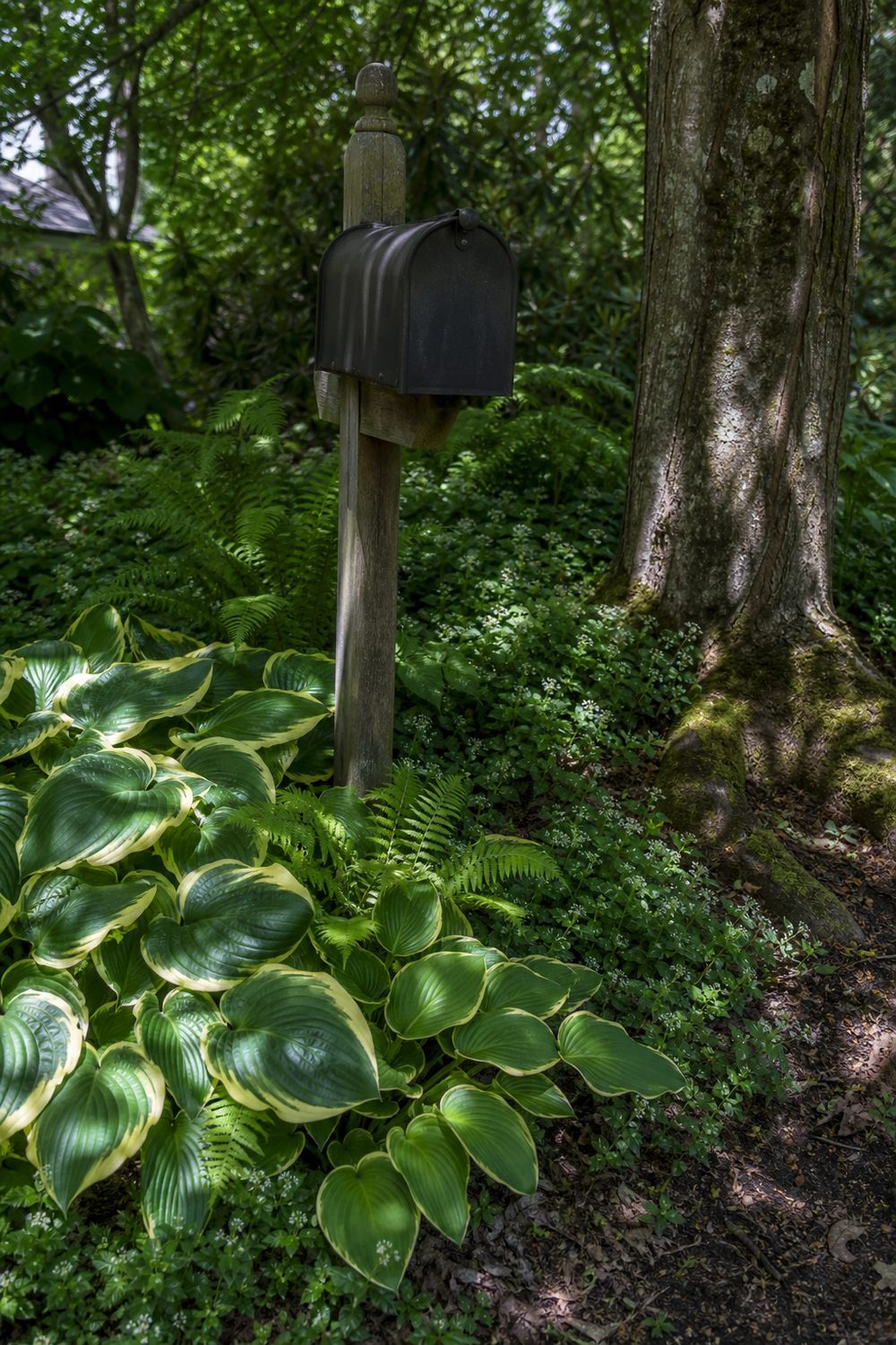 Shade planting of variegated hosta and ferns around a mailbox post beneath a mature tree canopy