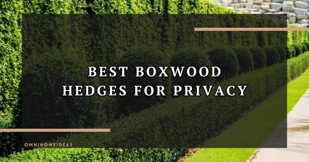 Best Boxwood Hedges For Privacy In Gardens, Patios, And Yards